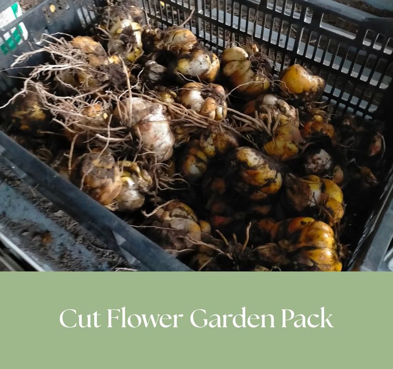 Cut Flower Garden Pack