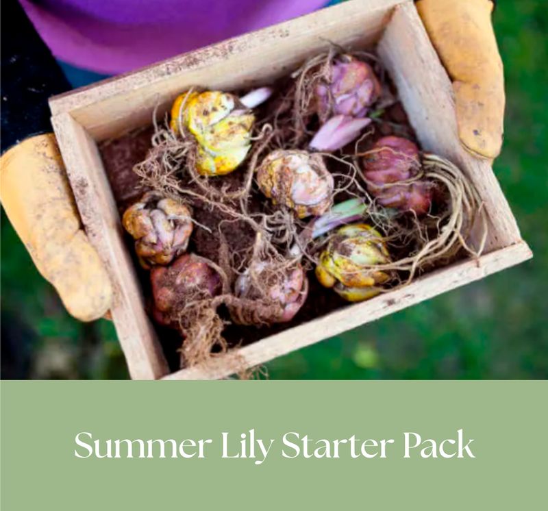 Summer Lily Starter Pack