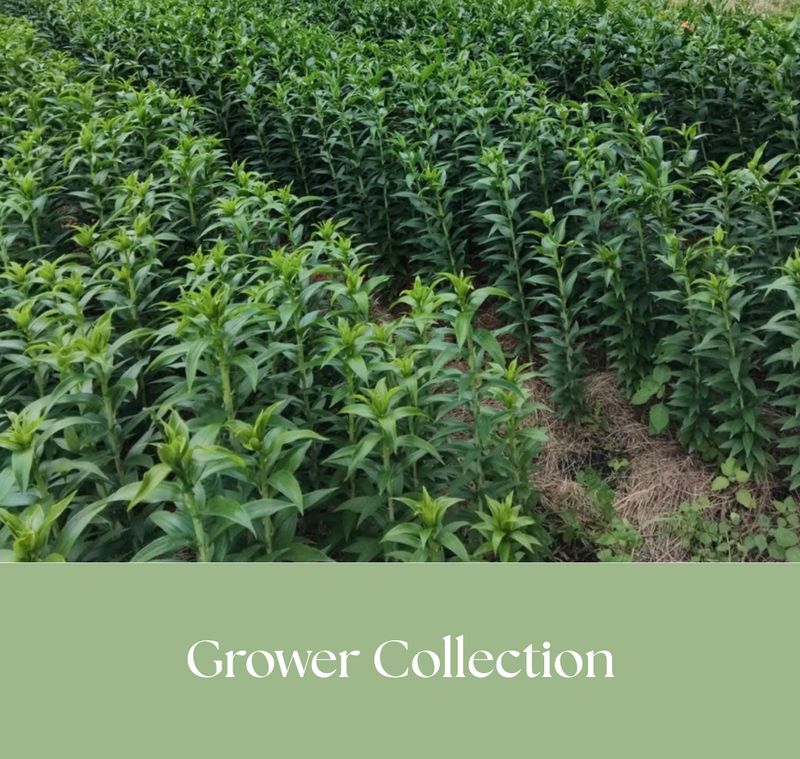 Grower Collection