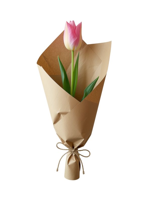 Tulip - single stem