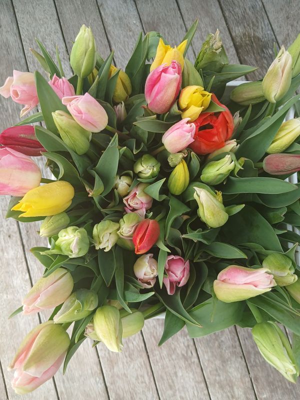 Tulips - 30 stems