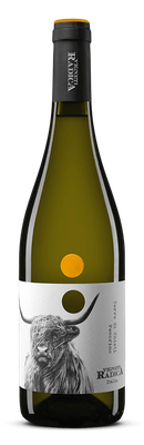Radica, Pecorino