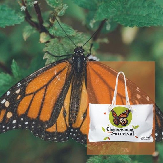 Monarch Butterfly