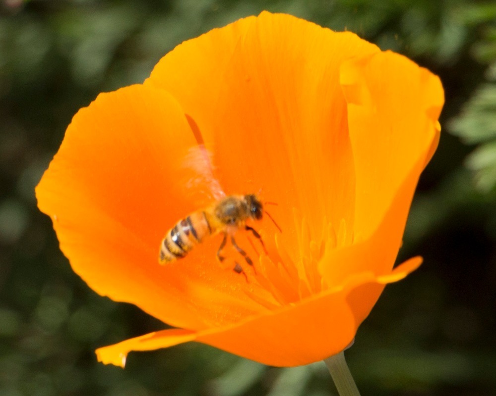Eschscholzia californica, California poppy