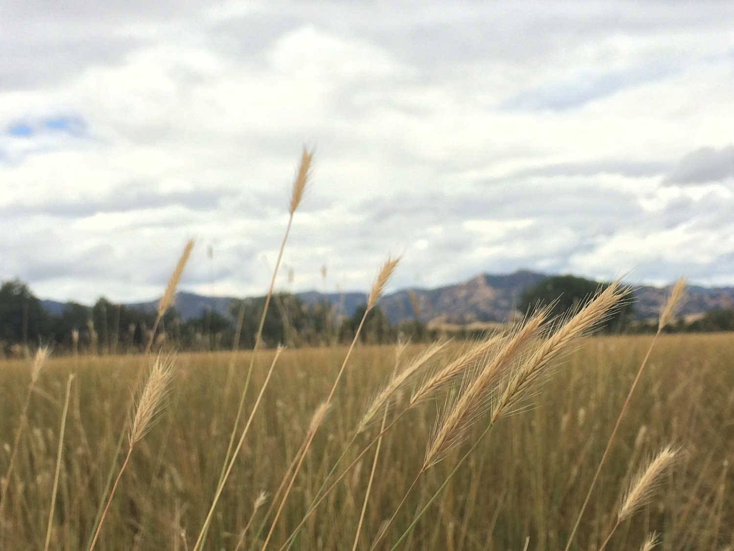 Hordeum brachyantherum ssp. californicum, California barley