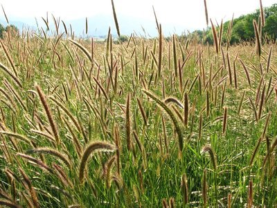 Hordeum brachyantherum, meadow barley