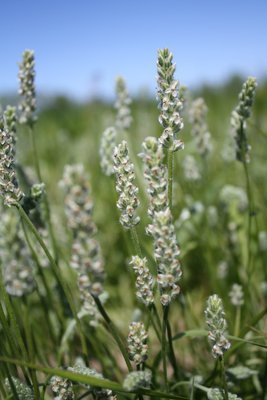 Plantago erecta, dotseed plantain
