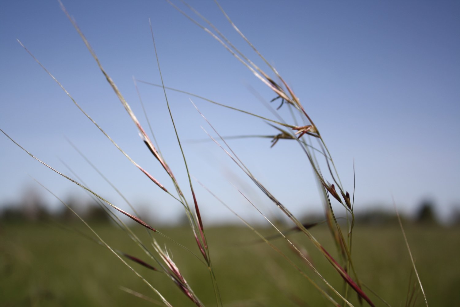Stipa pulchra, purple needle grass