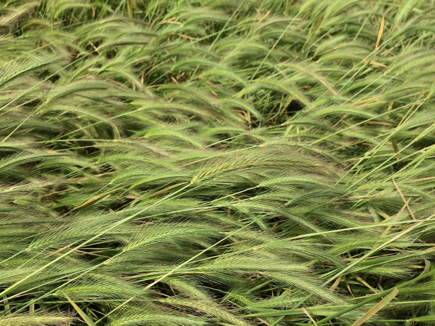 Hordeum depressum, alkali barley