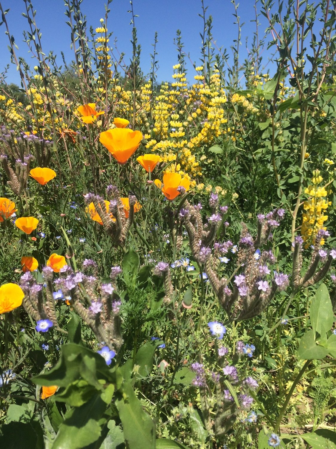 Central Valley Pollinator Mix