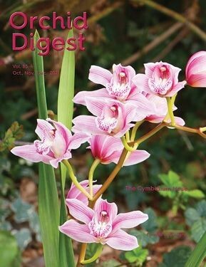 The Cymbidium Issue Volume 85-4 (2021)