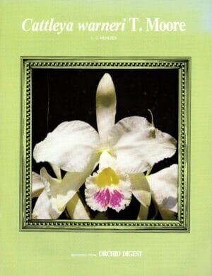 Cattleya Warneri