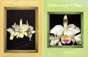 Two special issues on Cattleya Labiate and Cattleya Warneri