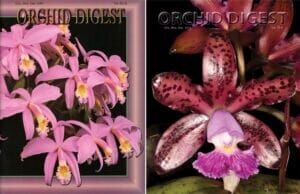 Limited Time Offer on Two Cattleya Special Issues