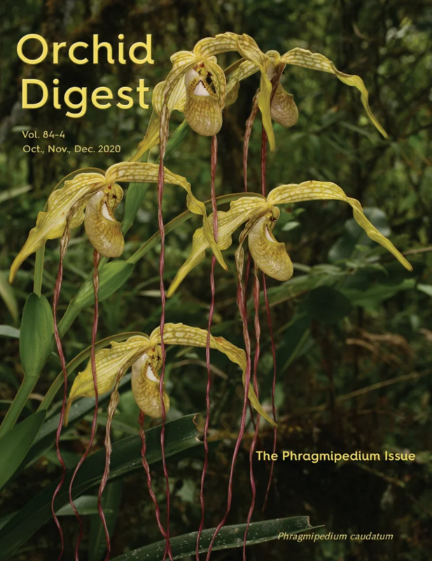 The Phragmipedium Issue Volume 84-4 (2020)