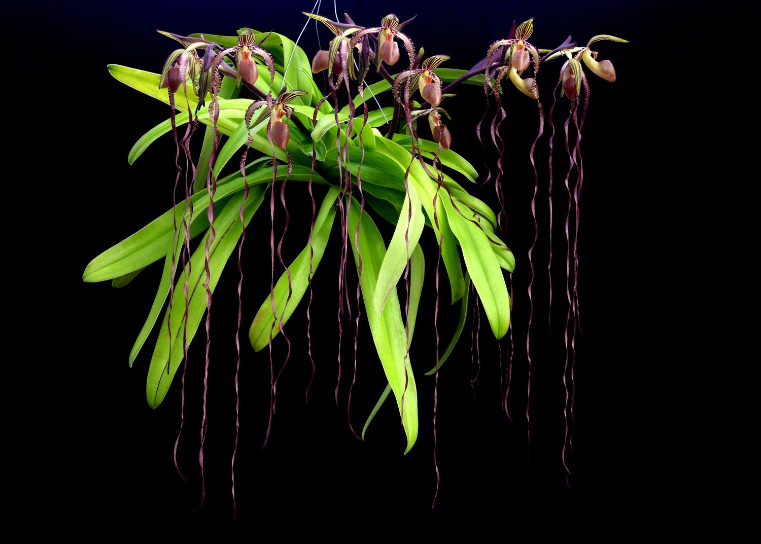 Slipper Orchid Symposium 2026 video recording