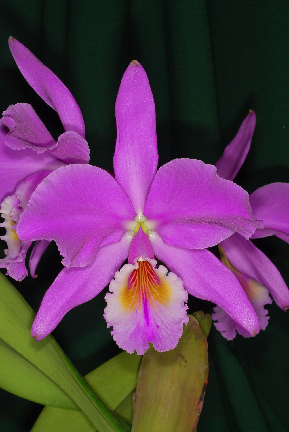 Cattleya Orchid Symposium 2025 video recording