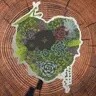 Sticker Matte - Succulent Heart