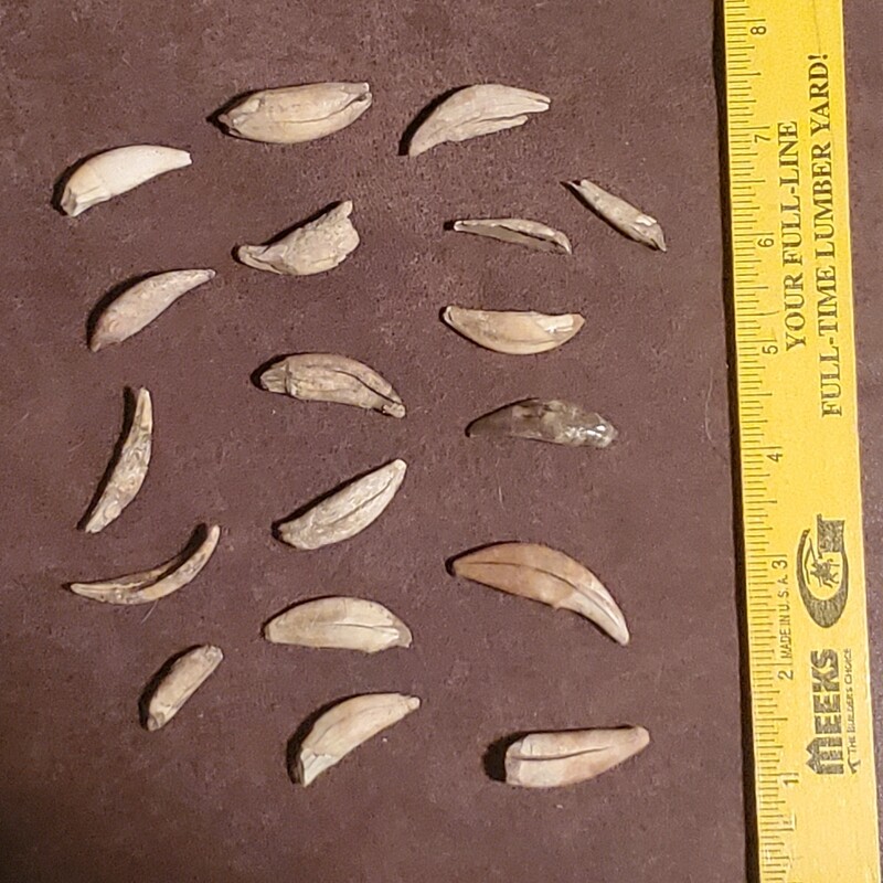 18 Canine Teeth and Claws