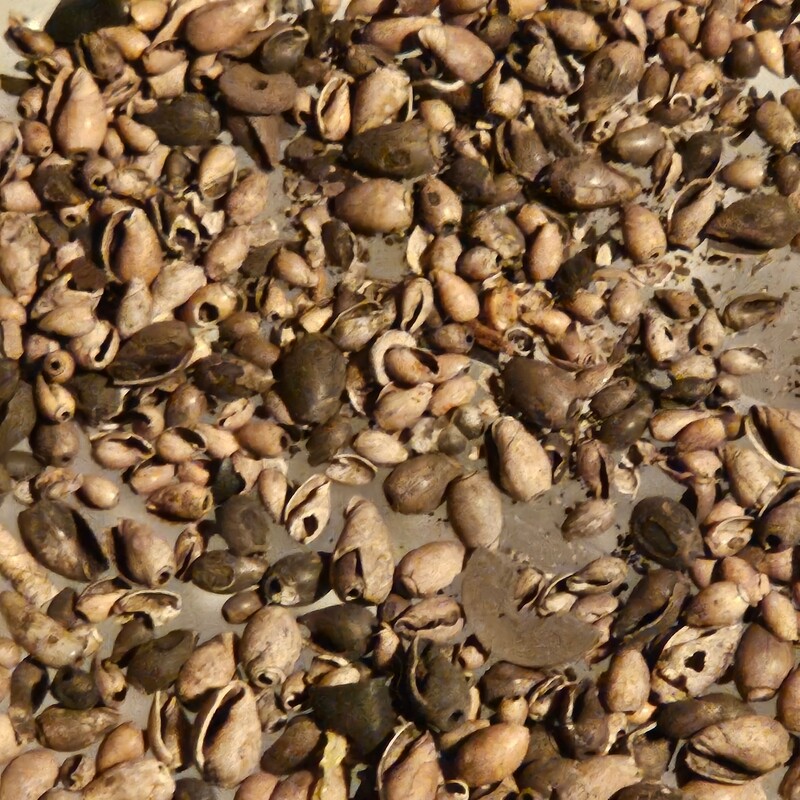 Small Shell &amp; Seed Beads Ex/ Dale Roberts