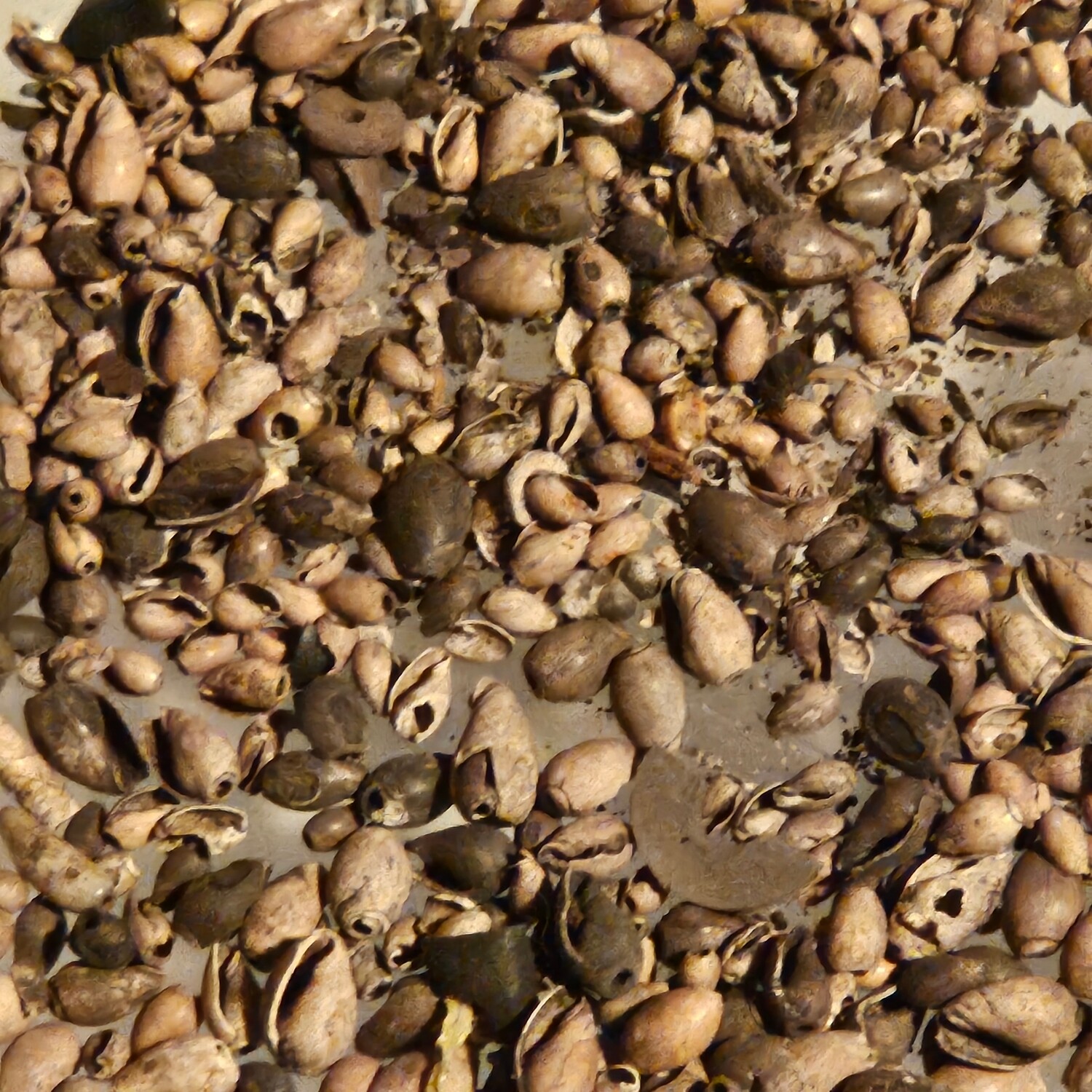 Small Shell &amp; Seed Beads Ex/ Dale Roberts