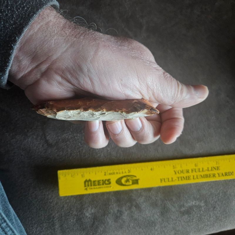 4&quot; Archaic Flint Hoe Sedalia Phase Central Missouri