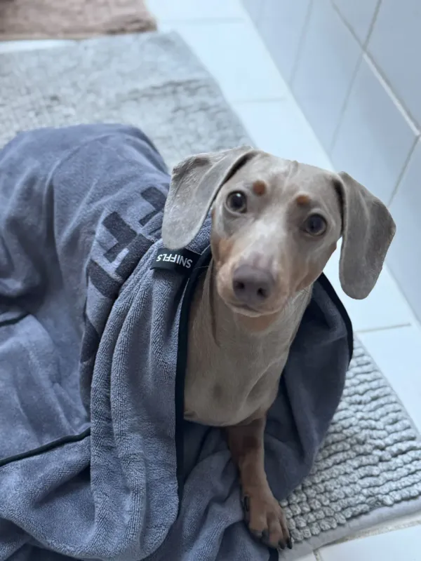 Hundehandtuch