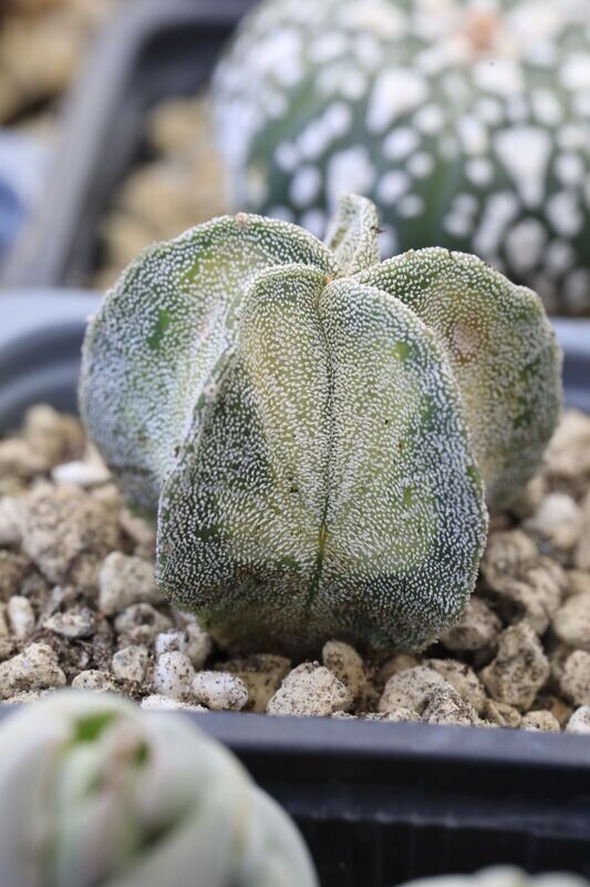 Astrophytum Myriostigma varieado