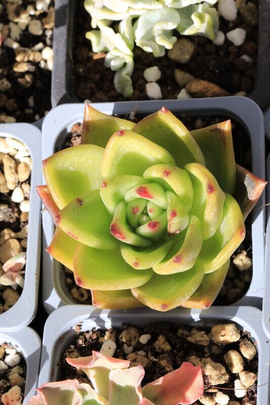 Echeveria Agavoides