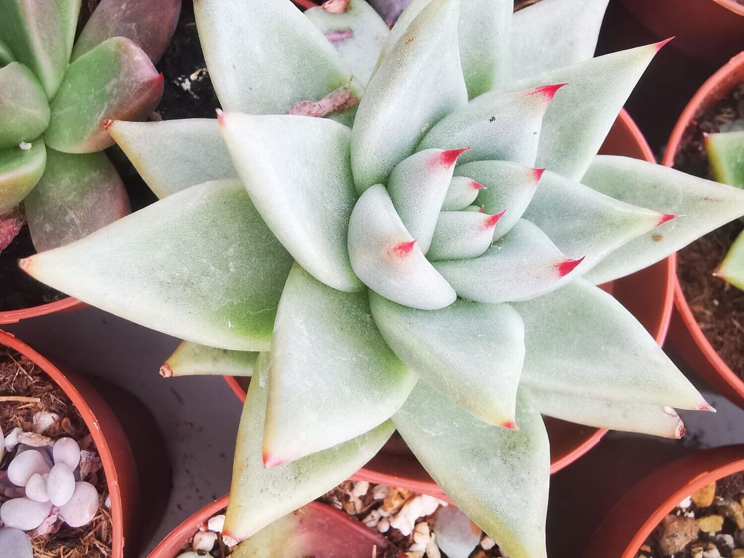 Echeveria Agavoides Sirius