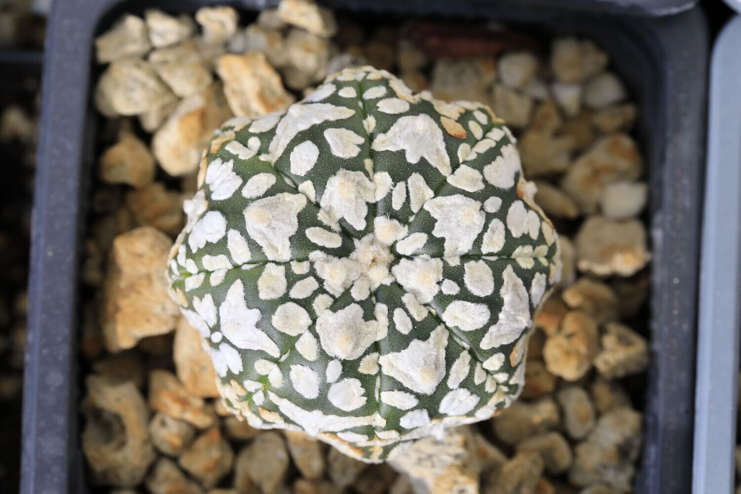 Astrophytum asterias superkabuto v type starfish