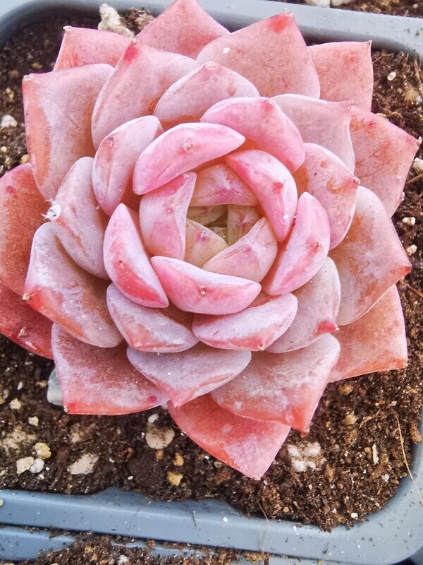 Echeveria Amazing Grace