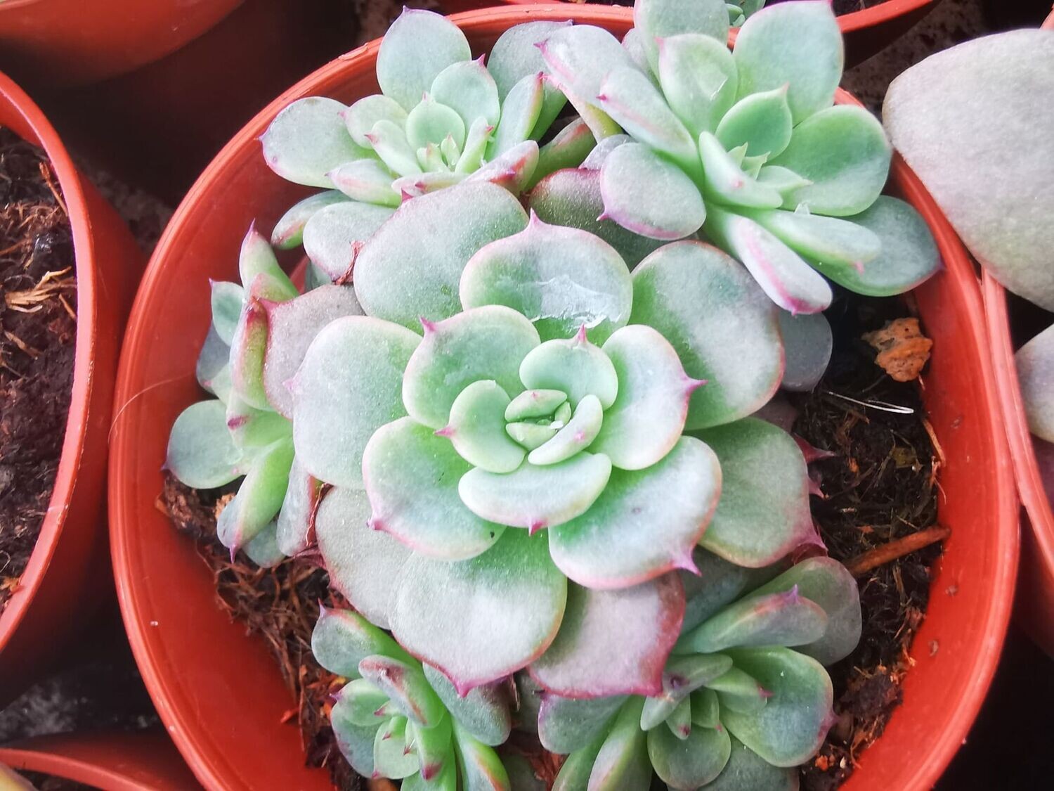 Echeveria Azulita