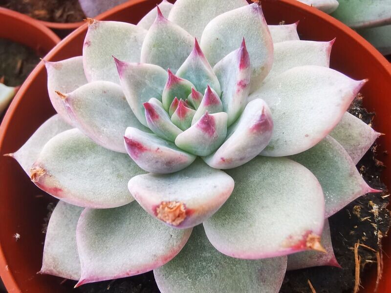 Echeveria Beatrice