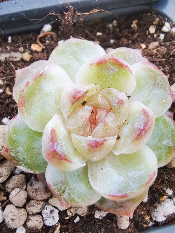 Echeveria Coconut Latte