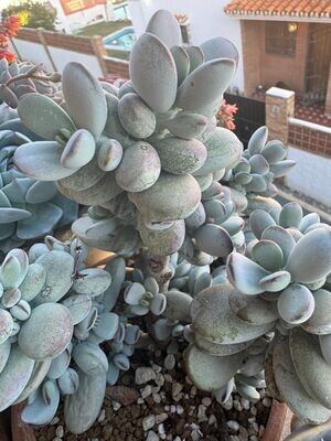 Cotyledon