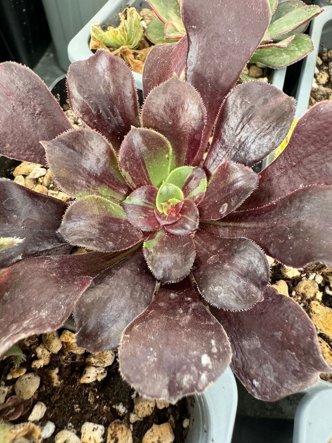 Aeonium Big Bang Plus