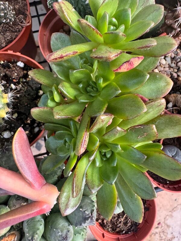 Aeonium Loartei