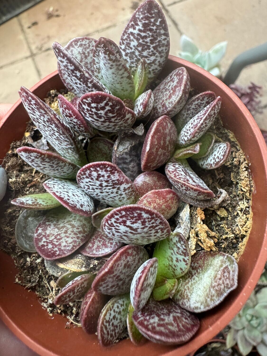 Adromischus triginus