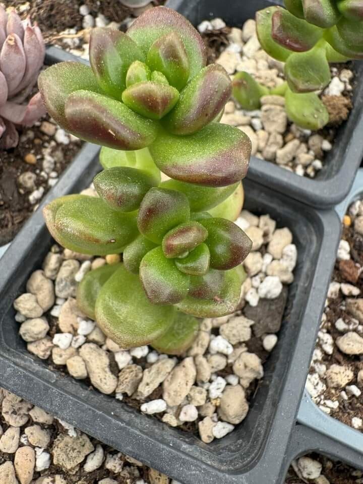 Sedum Lucidum obesum