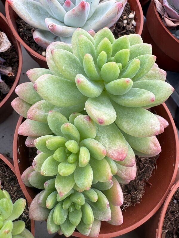 Sedum Shangri la