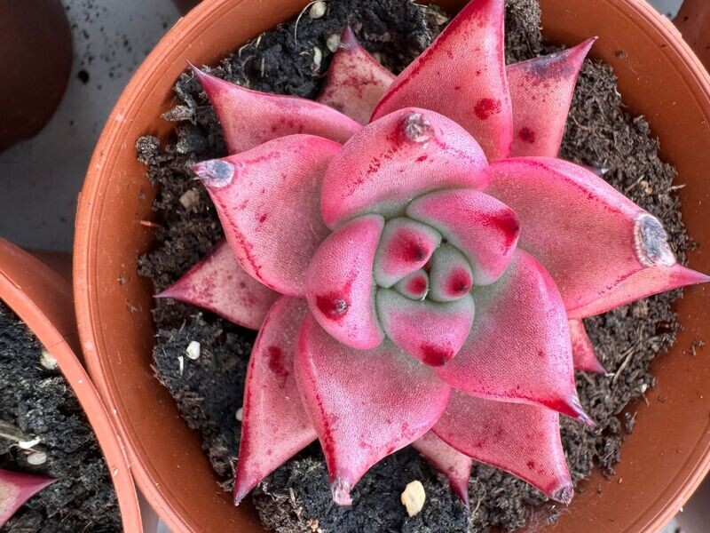 Echeveria Romeo