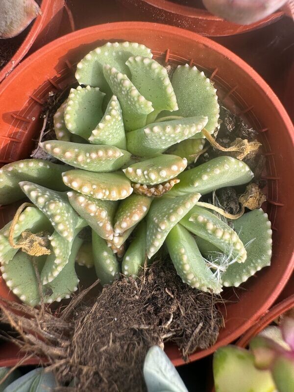 Alionopsis Malherbei