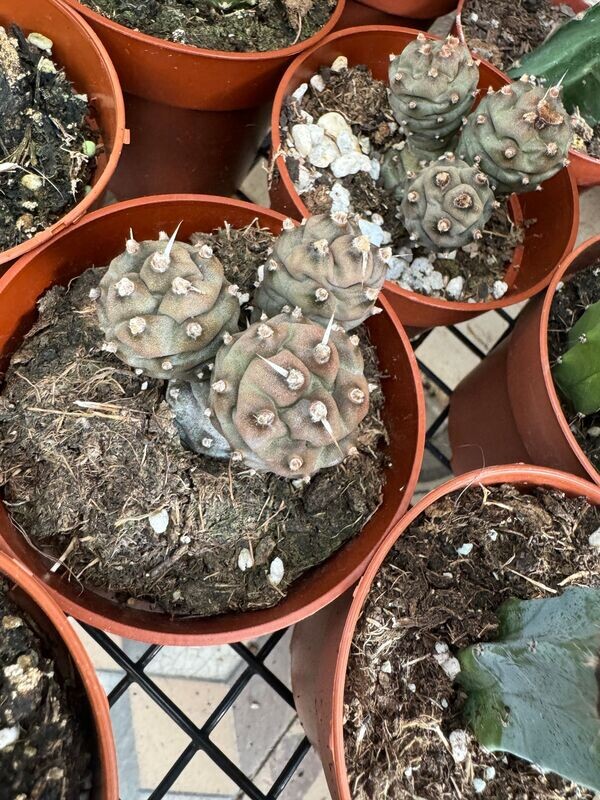 Tephrocactus articulatus