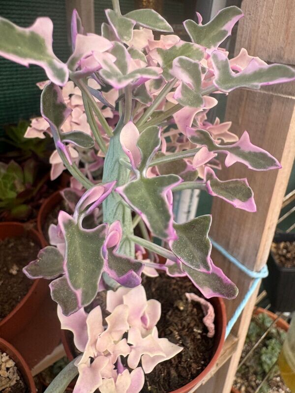Senecio Articulatus Variegata