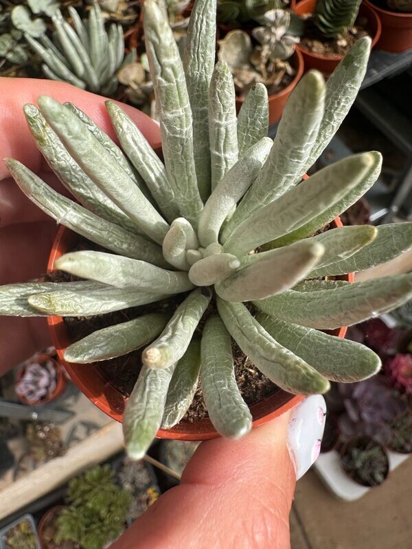 Senecio scaposus silver coral