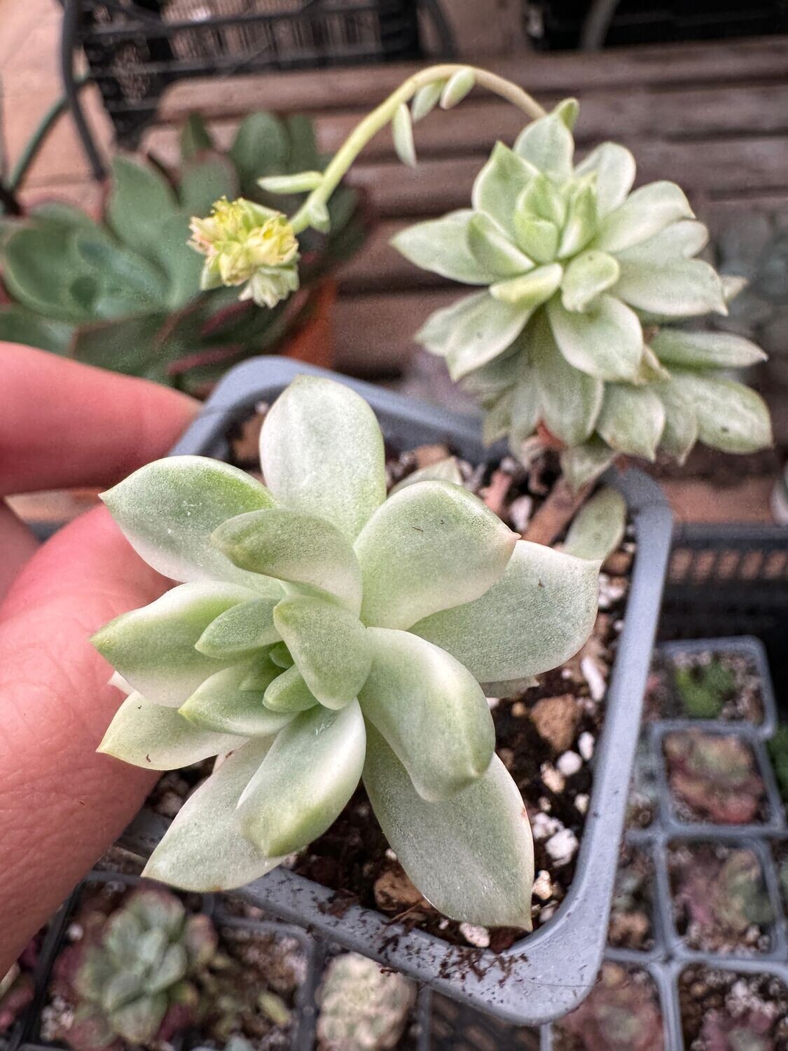 Sedeveria Marcus variegata