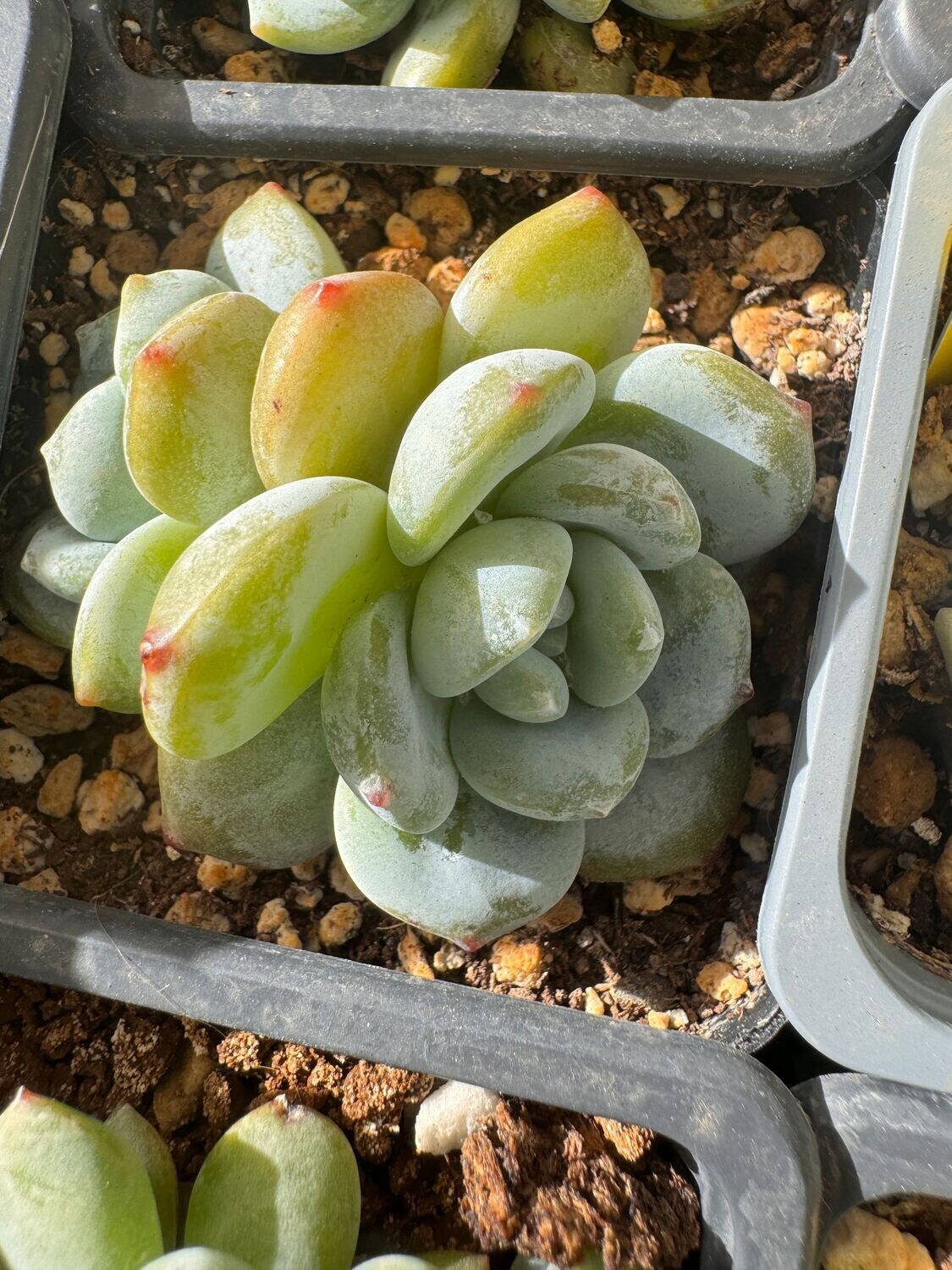 Sedeveria Clavatum x Laui