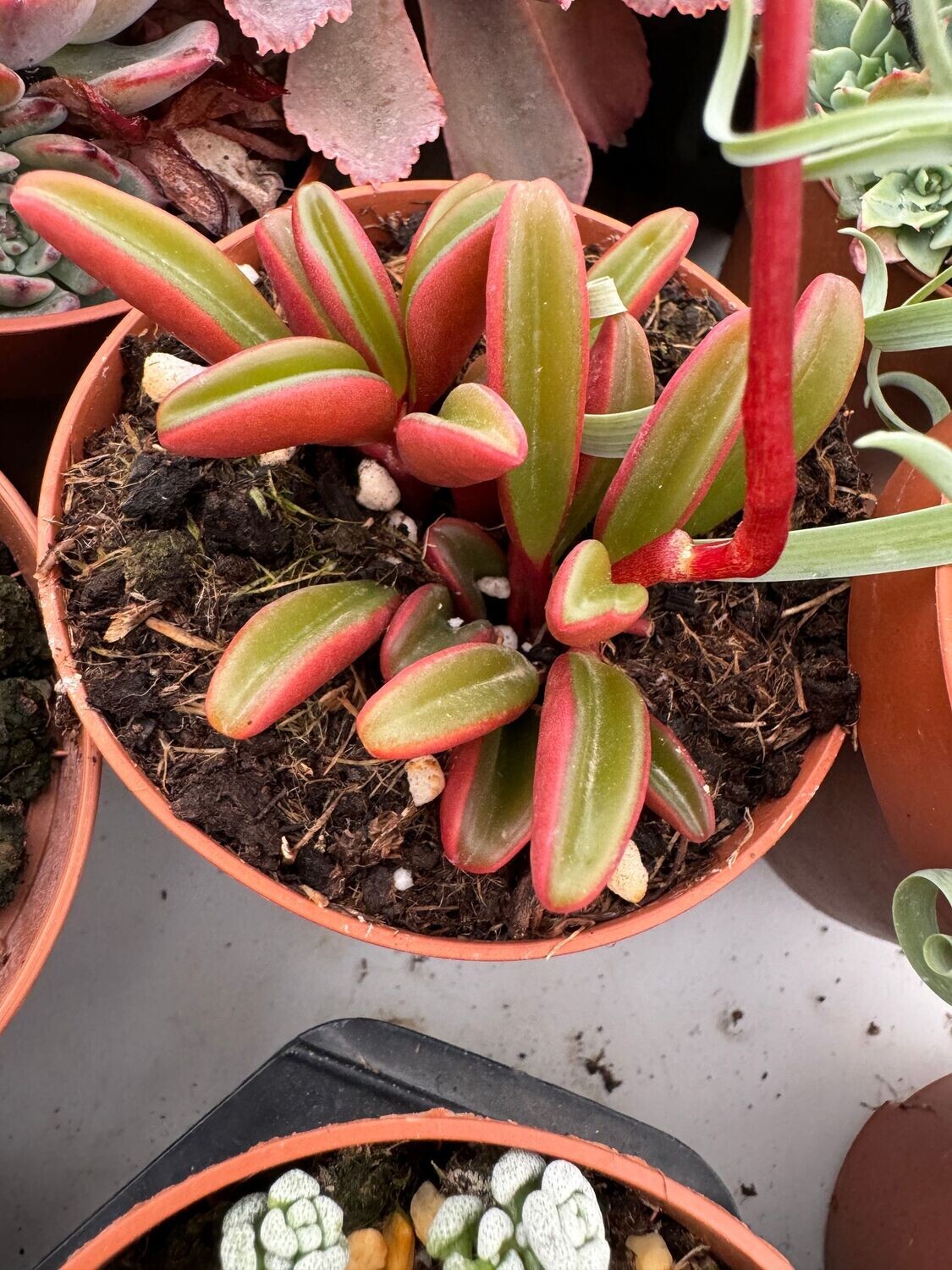Peperomia Graveolens