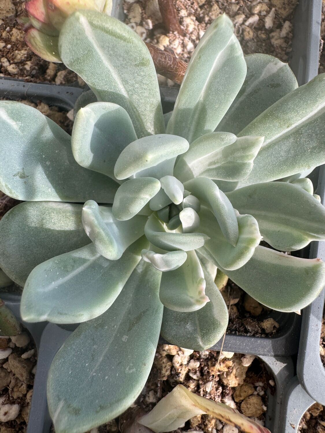 Pachyveria Sheideckerii Albocarinata variegada